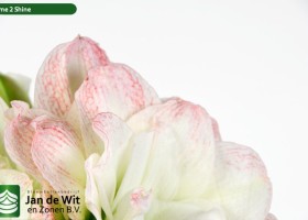 hippeastrum Time 2 Shine (3)